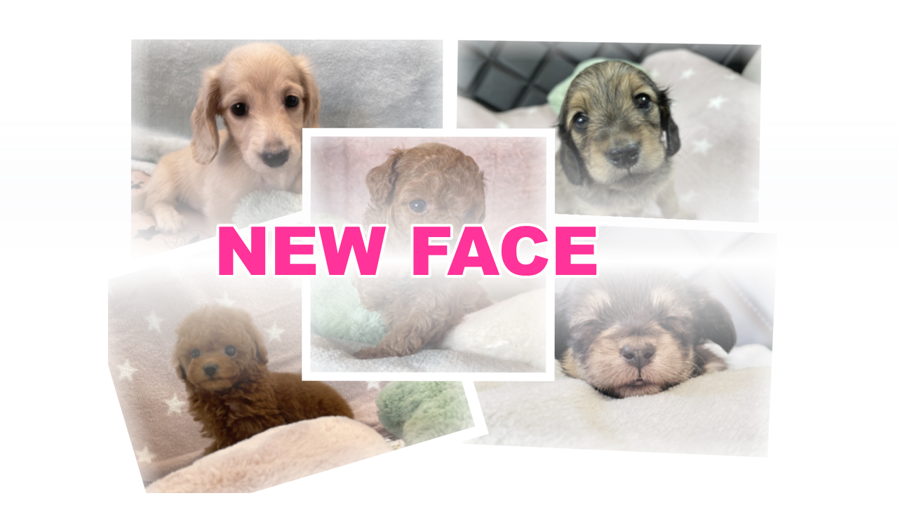 NEWFACE