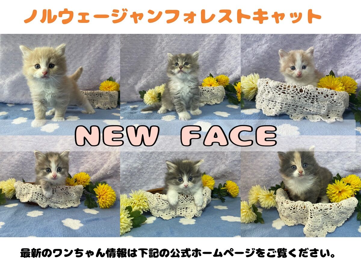 NEWFACE