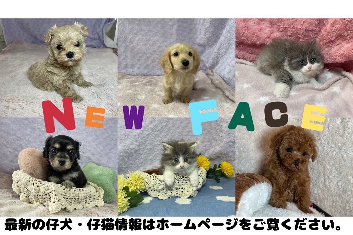 NEWFACE