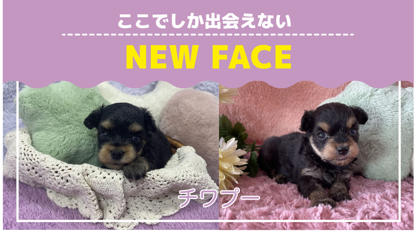 NEWFACE