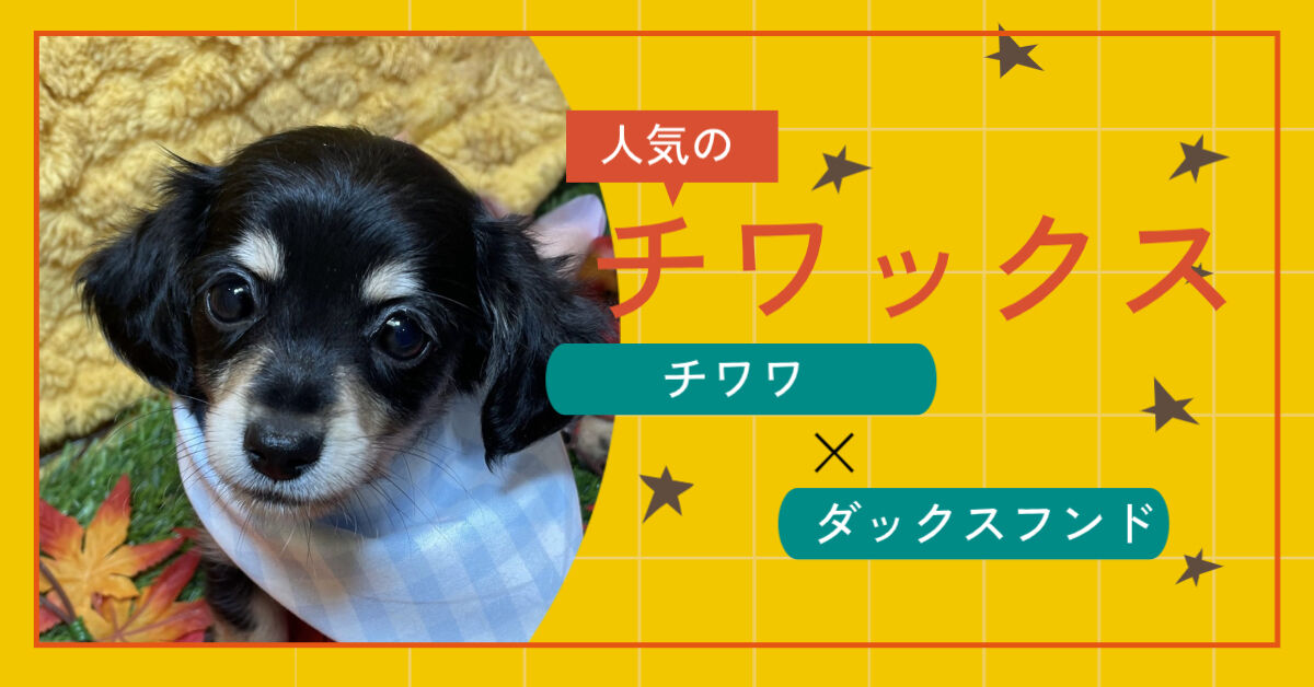 チワックス